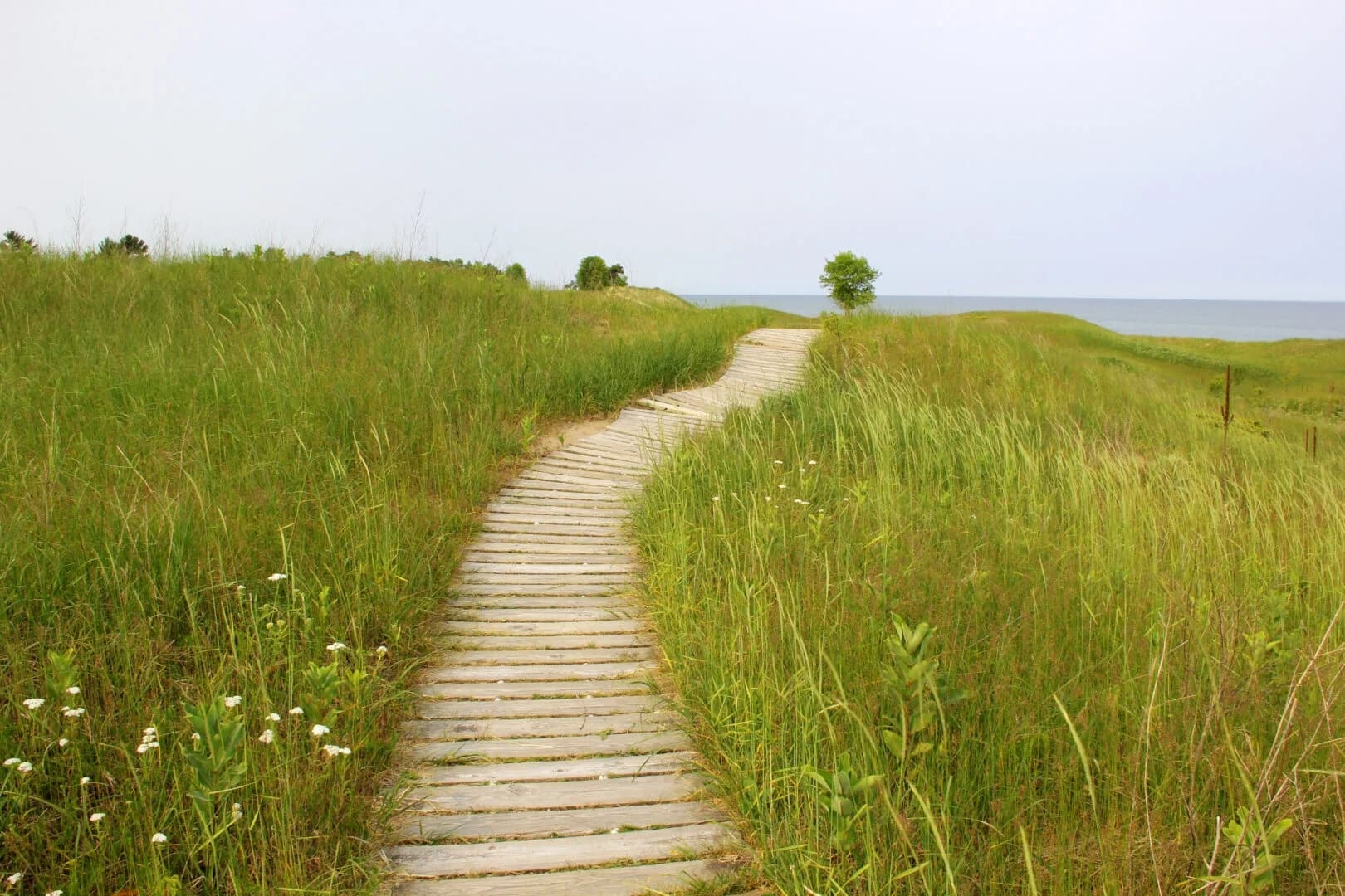 Nature Basics for Curious Adults