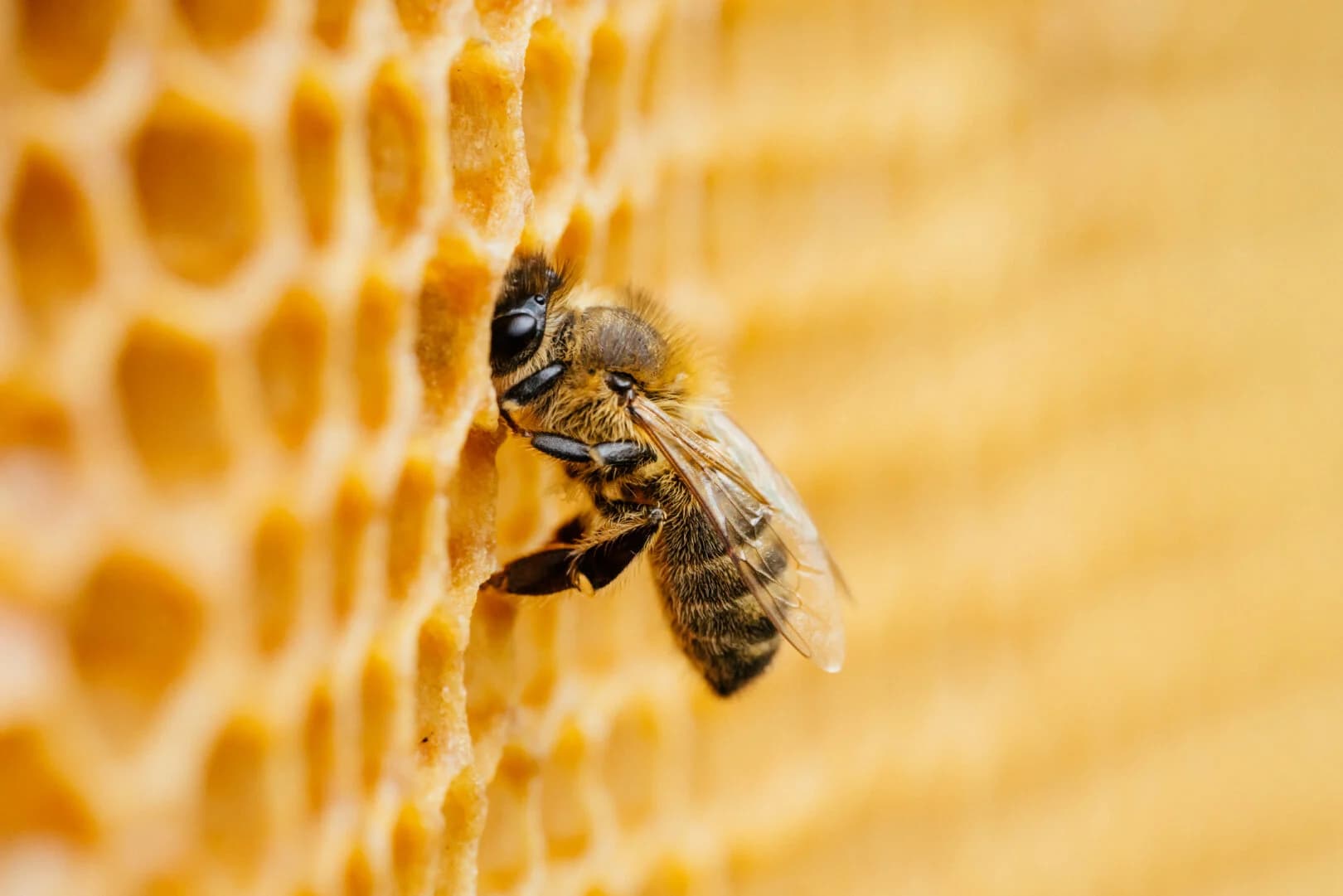 What’s the Buzz?